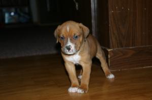 BoxerRottweilerMix